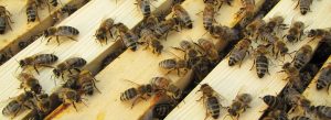 AQUACO ist Bienenpate des BIENENHORT SUDERWICH